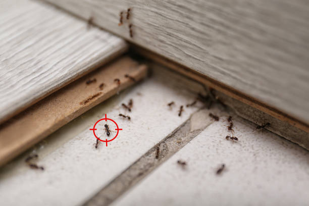 Best Bed Bug Extermination  in Rushville, IN