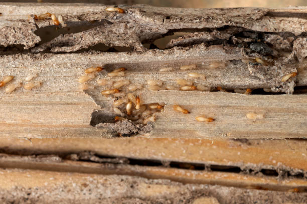 Best Residential Pest Control  in Rushville, IN