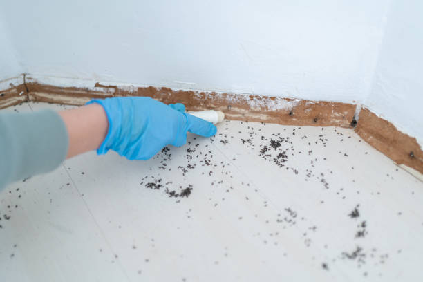Best Termite Control Services  in Rushville, IN